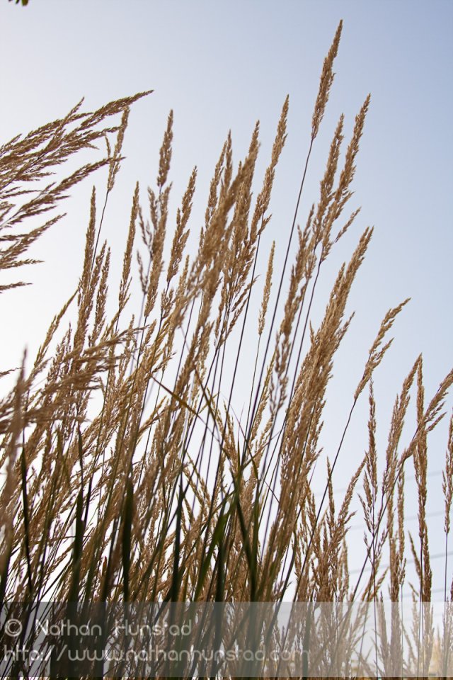 Stalks of grass against the sky.